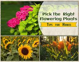 Or if you already have one, are you trying to find some tips to make it more beautiful? Choosing The Right Flowers For Your Garden Flowering Plants