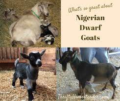 Frances the nigerian dwarf goat gave birth to a huge set of twins! What S So Great About Nigerian Dwarf Goats The Thrifty Homesteader