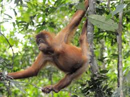 By contrast, human strength is mainly in our lower torso and legs. Orangutan Species Wwf