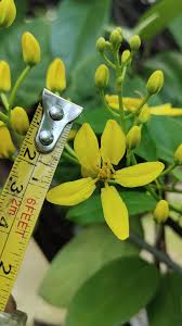 Image result for Tristellateia africana