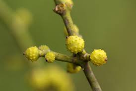 Image result for Viscum verrucosum