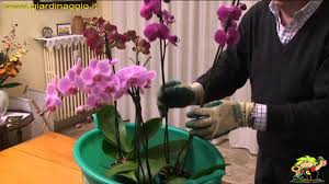 Piante piante da appartamento orchidee da giardino fiori verde orchidea giardini rustici coltivare orchidee. Orchidee Piante Da Interno Cura Orchidee Come Curare Le Orchidee