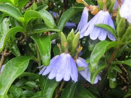 Image result for Sclerochiton