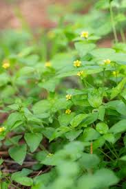 Image result for Calyptocarpus vialis