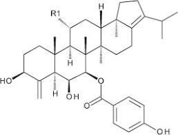 Image result for Zanha africana