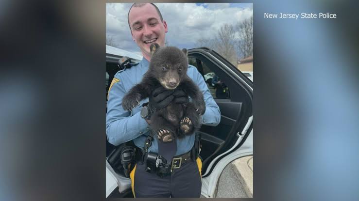 Bear cub rescued by troopers from ditch near freeway | KTLA