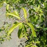 Image result for Agarista salicifolia