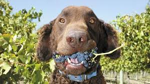 All in all, watch out for the raisin! Fact Check Are Raisins And Grapes Toxic To Dogs Can Dogs Eat Grapes Curly Coated Retriever Dogs