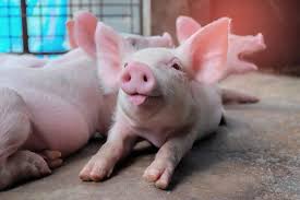 History of les trois petits cochons. à¸„à¸™à¹€à¸¥ à¸¢à¸‡à¸«à¸¡ à¸™ à¸²à¹€à¸« à¸™à¹ƒà¸ˆ à¹‚à¸£à¸„à¸£ à¸¡ à¸• à¸™à¸— à¸™à¸ž à¸‡ à¹à¸šà¸‡à¸„ à¹„à¸¡ à¸›à¸¥ à¸­à¸¢à¸ à¸à¸£à¸°à¸—à¸šà¸ªà¸ à¸²à¸žà¸„à¸¥ à¸­à¸‡