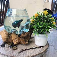 Beli aquarium unik terlengkap & berkualitas harga murah july 2021 terbaru di tokopedia! Aquarium Unik Home Facebook