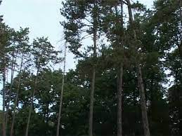 A juta mediul înconjurător in lupta cu poluarea.multe animale consuma fructele coniferelor.mirosul frumos pe care il degaja. Padurea De Conifere Youtube