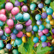 Vor allem rote beeren sehen im winter sehr schön aus und sind eine tolle weihnachtsdeko. Porzellanbeere Kaufen Ahrens Sieberz Pflanzenversand Gartenbedarf