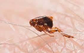 D&d pest control services residential and commercial buildings. Flea Identification Prevention Fleas In Georgia Columbia Sc