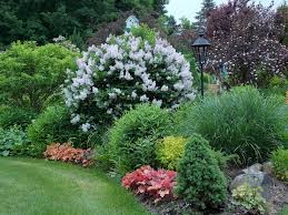 Garden In Spring Miss Kim Lilac Easy Landscaping Rock Garden Landscaping Colorful Shrubs