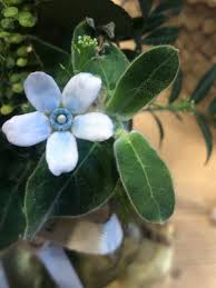 Image result for Oxypetalum coeruleum