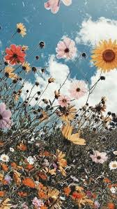 Volunteer Opportunities Are Waiting For You Apply Now Volunteerworld Travel Volunteer Th In 2020 Sunflower Wallpaper Pretty Wallpapers Aesthetic Iphone Wallpaper