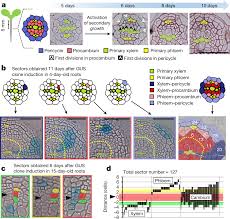 Maybe you would like to learn more about one of these? High Levels Of Auxin Signalling Define The Stem Cell Organizer Of The Vascular Cambium Nature