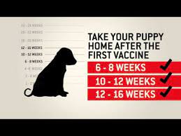 To make matters murkier, it's also unclear just what a booster shot would have to accomplish, should it become necessary. Which Dog Vaccinations Are Necessary Caninejournal Com
