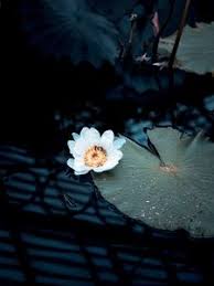 Free water lily wallpaper makes a great desktop wallpaper image or screensaver photo for your desktop, iphone, or android cell phone or tablet. Water Lily Old Mobile Cell Phone Smartphone Wallpapers Hd Desktop Backgrounds 240x320 Images And Pictures