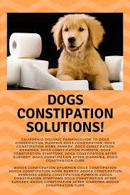 Pin On Dog Stuff