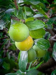 Image result for Dovyalis sp. A