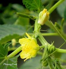 Beautiful flowers are the simplest way to express our feelings on someone. Sanai Ke Phool Aka Jute Flowers Indianfoodparadise