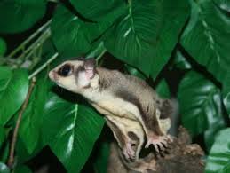 Dear Arnold; Why Do Sugar Gliders Bite? – Suncoast Sugar Gliders