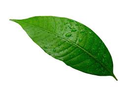 Mango Leaves (Mango Leaf) Packet 5 Leaves | Saagar International Foods