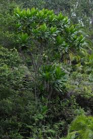 Image result for Anthocleista vogelii