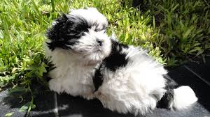 Black And White Fluffy Dog Breeds 403 Forbidden Shih Tzu Puppy Black Shih Tzu White Fluffy Puppies
