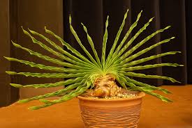 Image result for Boophone