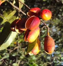 Image result for Connarus