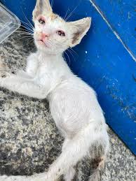 🐾𝐂𝐚𝐭s 𝐨𝐟 𝐭𝐡𝐞 𝐖𝐞𝐞𝐤: 𝐌𝐚𝐲 𝟏𝟔, 𝟐𝟎𝟐𝟒 🐾 𝐑𝐞𝐬𝐜𝐮𝐞 𝐨𝐟  𝟓 𝐬𝐞𝐫𝐯𝐚𝐥𝐬: 𝐃𝐨𝐨𝐝𝐥𝐞𝐬, 𝐒𝐚𝐧𝐭𝐢𝐧𝐨, 𝐙𝐢𝐦𝐛𝐚, 𝐙𝐨𝐮𝐥,  𝐙𝐨𝐮𝐥𝐞𝐭𝐭𝐚 April 29, 2011~ A woman in NY was battling cancer, her  sister had run off