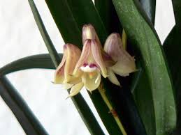 Image result for Polystachya galeata