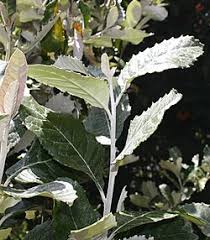 Image result for Brachylaena