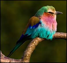 You are sure to enjoy the beautiful colors in this african bird. The Breathtaking Belly Dancing Lilac Breasted Roller Featured Creature