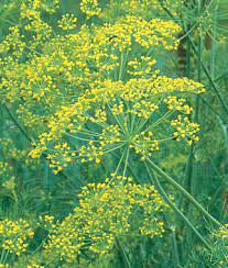 So, how do you know when you want a perennial and when you want an annual? Dill Bouquet Organic Seeds And Plants Growing Herb Gardens At Burpee Com