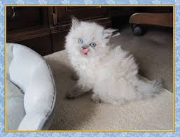 Delivered to your door with free shipping on orders of $99+ Himalayan Kitten Pictures Traditional Dollface Himalayans Himalayan Kitten Kitten Pictures Cat Adoption
