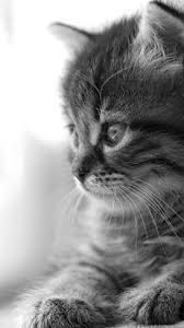 These cute cat wallpapers are free to download for your iphone 7 plus, iphone 7, iphone x. Cute Cat Wallpapers For Desktop Av6 Pretty Wallpapers Hd Desktop Background