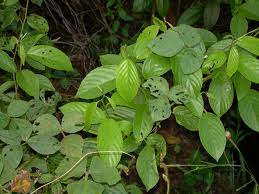 Image result for Gouania scandens