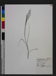 Image result for Eragrostis tenuifolia