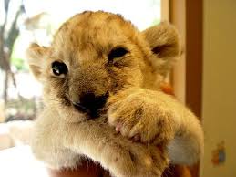 I Want To Hold A Baby Lion Tiger Cheeta Whatever Big Cat I Could I Love Big Cats Cute Wild Animals Baby Lion Cute Animals