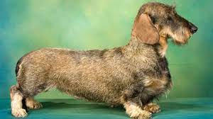 10 Surprising Things About Wirehaired Dachshunds You Probably Didn T Know Barking Royalty