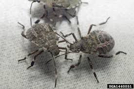 Some cats won't like to eat certain grains or foods, so try giving them a sample before giving them a full snack. Are Stink Bugs Poisonous Stink Bug Facts War On Stink Bugs