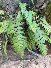 Image result for Asplenium emarginatum