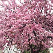 Maybe you would like to learn more about one of these? Cherry Blossoms Blooming In February Makes Me Happy Febphotoaday Cherry Blossom Tree Cherry Blossom Blossom
