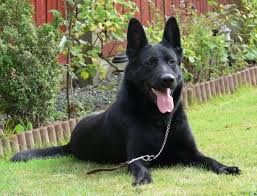 Maybe you would like to learn more about one of these? German Shepherd Puppies Sale Pets Lovers