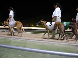 Welcome to the uk's first greyhound racing streaming website, providing live coverage of all the upcoming british races for fans across the country! Greyhound Racing Wikipedia