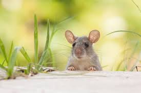 How ultrasonic mouse repellers work. Ultrasonic Pest Control Does It Work Or Waste Your Money Lawnstarter