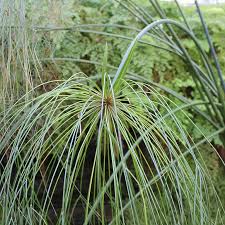 Image result for Cyperus papyrus